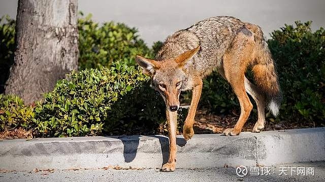 美国每年捕杀40万只郊狼,却挡不住它们占领城市