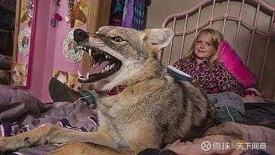 美国每年捕杀40万只郊狼,却挡不住它们占领城市