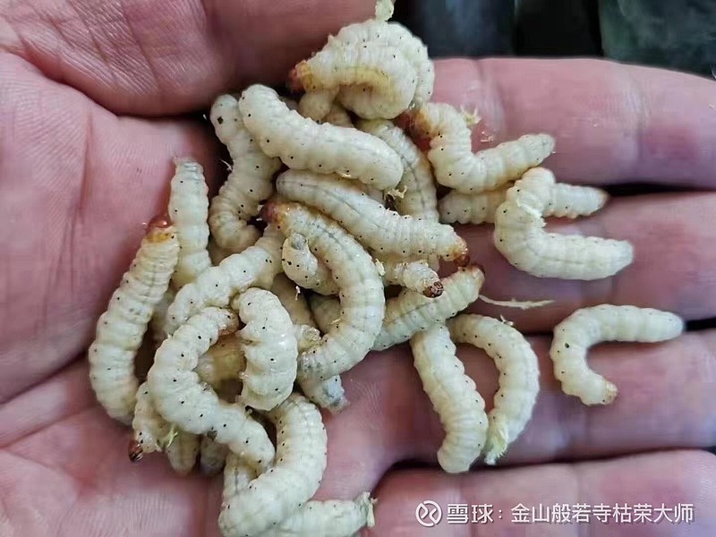 竹虫高蛋白,油炸起来老香了,今天晚上下酒菜有了.