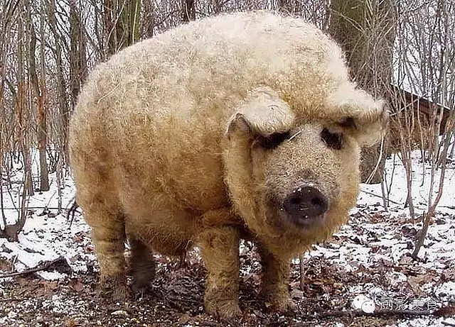 【大开眼界】世界顶级猪肉大全 1,匈牙利羊毛猪 mangaritsutsa猪是一