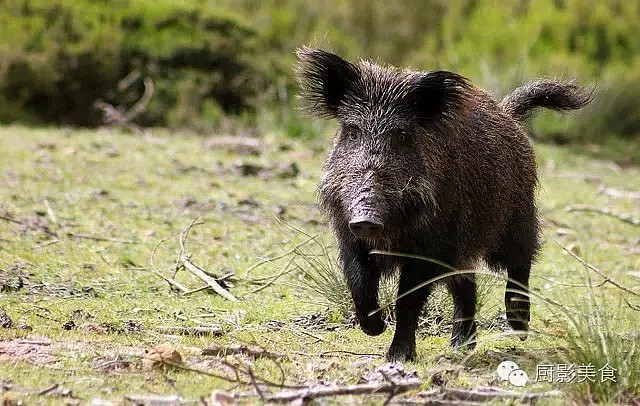 【大开眼界】世界顶级猪肉大全 1,匈牙利羊毛猪 mangaritsutsa猪是一