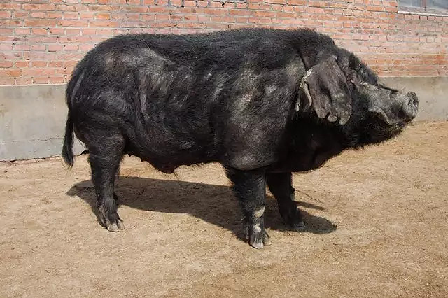 【大开眼界】世界顶级猪肉大全 1,匈牙利羊毛猪 mangaritsutsa猪是一