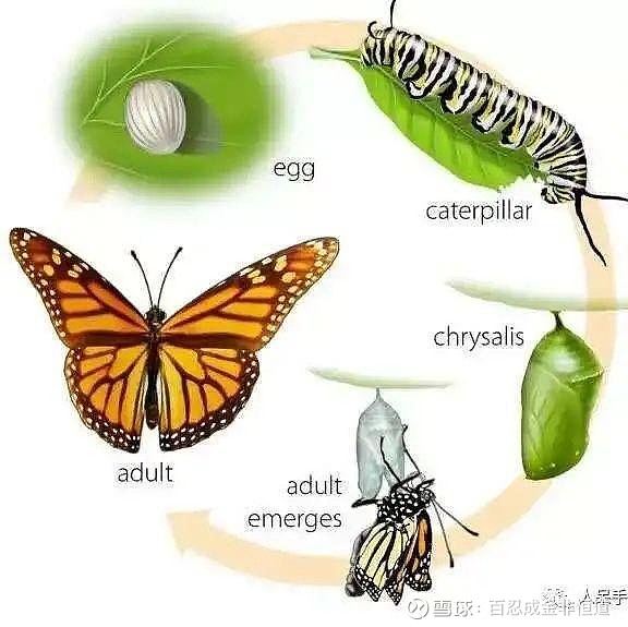 蚊子的发育:卵——孑孓——蛹——蚊子苍蝇的发育:卵——蛆——蛹