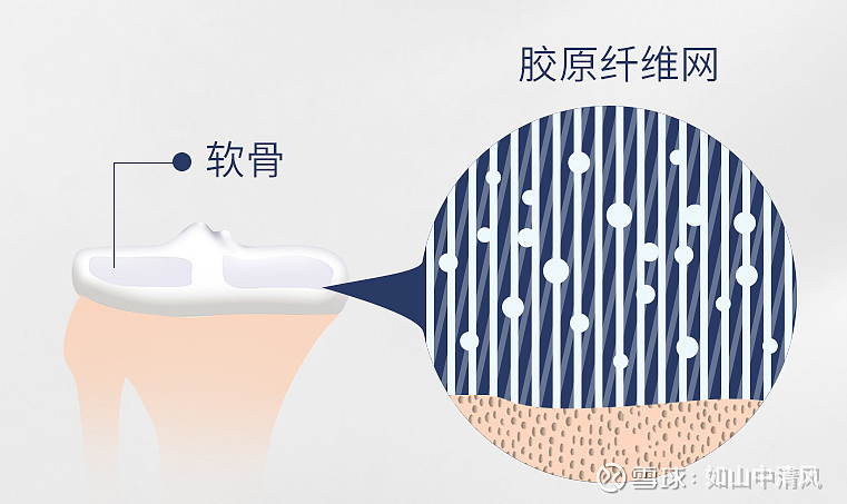 浅谈骨胶原的作用:全面维护关节健康