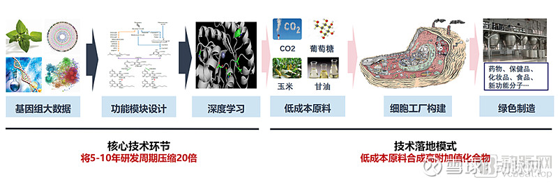 柚皮素 合成_合成虾青素_合成大痳素是第几代