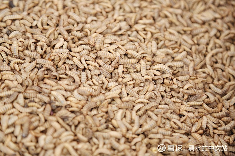 报道小小黑水虻催生万亿级产业