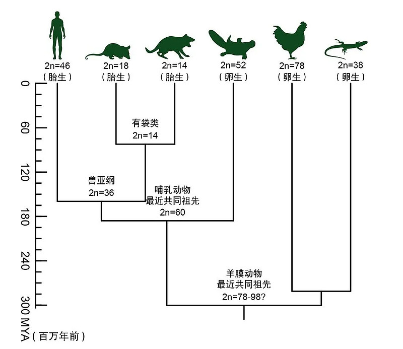 构建了染色体级别的高质量基因组