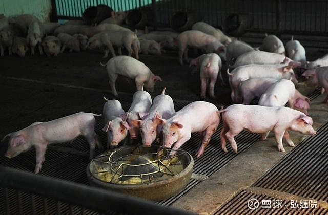 金新农养猪图片