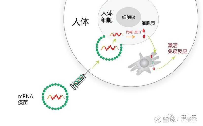 mrna疫苗原理