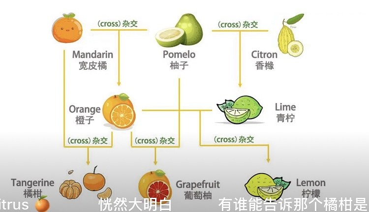 水果杂交原理图片