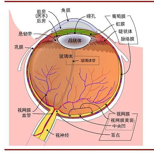 眼科 白内障克星 人工晶体进化史和赛道分析文章来源 思宇医械观察作者 曾森每两个盲人中 就有一位是白内障致盲的 据15年who的调查估计 白内障 占致盲眼 眼科 白内障克星 人工晶体进化史和赛道分析文章来源 思宇医械观察作者 曾森每两个盲人中 就有一位是白内障致盲的 据15年who的调查估计 白内障 占致盲眼