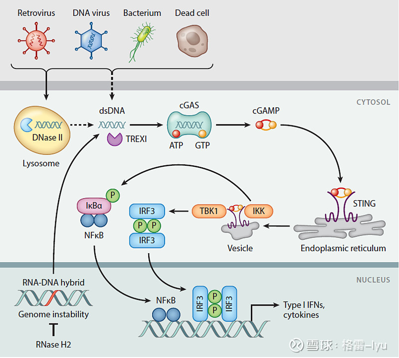 随记2021# cgas-sting通路 - 雪球