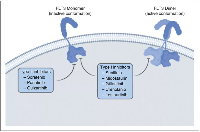 1996 年,nakao 率先报道白血病患者中存在 flt3 基因突变以及肿瘤特异