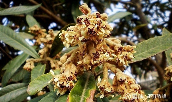 枇杷蜂蜜功效及日服量 枇杷花蜂蜜怎么弄止咳 枇杷蜂蜜有着极高的营养价值和食用价值 不过由于枇杷 在初冬开花 受气候的影响比较严重 也是非常珍贵的一款冬蜜 那么你知道枇 枇杷蜂蜜功效及日服量 枇杷花蜂蜜怎么弄止咳 枇杷蜂蜜有着极高的营养价值和食用价值 不过由于枇杷 在初冬开花 受气候的影响比较严重 也是非常珍贵的一款冬蜜 那么你知道枇