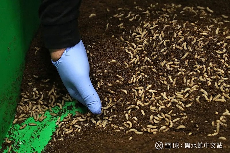 国际:荷兰昆虫公司筹集了1550万欧元 生产用于水产饲料的黑水虻幼虫的
