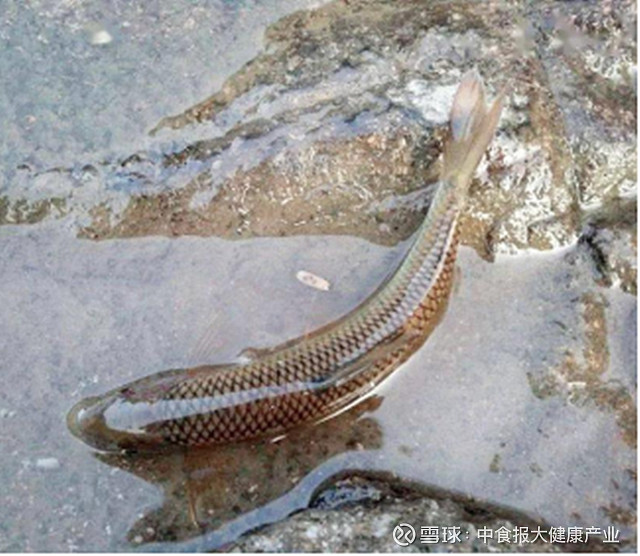 浙江丽水消失多年的苦花鱼游回来了