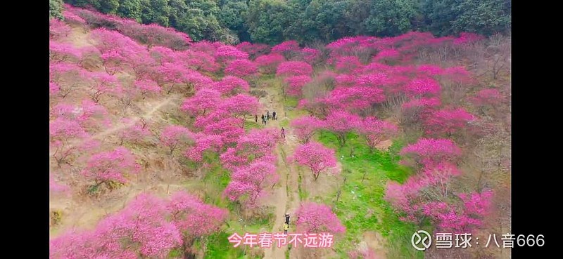 红梅树多高