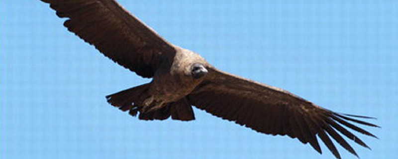 铁秃鹰 一个适合散户的期权策略先拜个晚年 假期把michael Benklifa的小册子 Profiting With Iron Condor Op