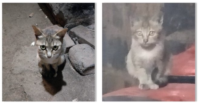 7万人在探探，为流浪动物做了这件暖心的事！-科记汇