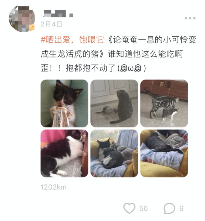 7万人在探探，为流浪动物做了这件暖心的事！-科记汇