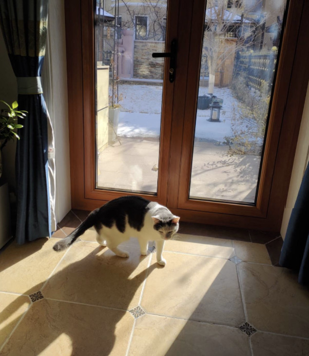 7万人在探探，为流浪动物做了这件暖心的事！-科记汇