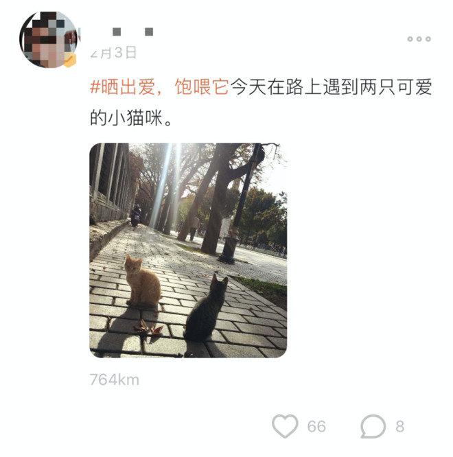 7万人在探探，为流浪动物做了这件暖心的事！-科记汇