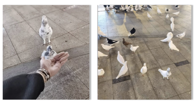 7万人在探探，为流浪动物做了这件暖心的事！-科记汇