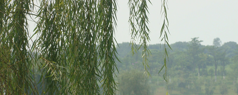 垂柳有多高