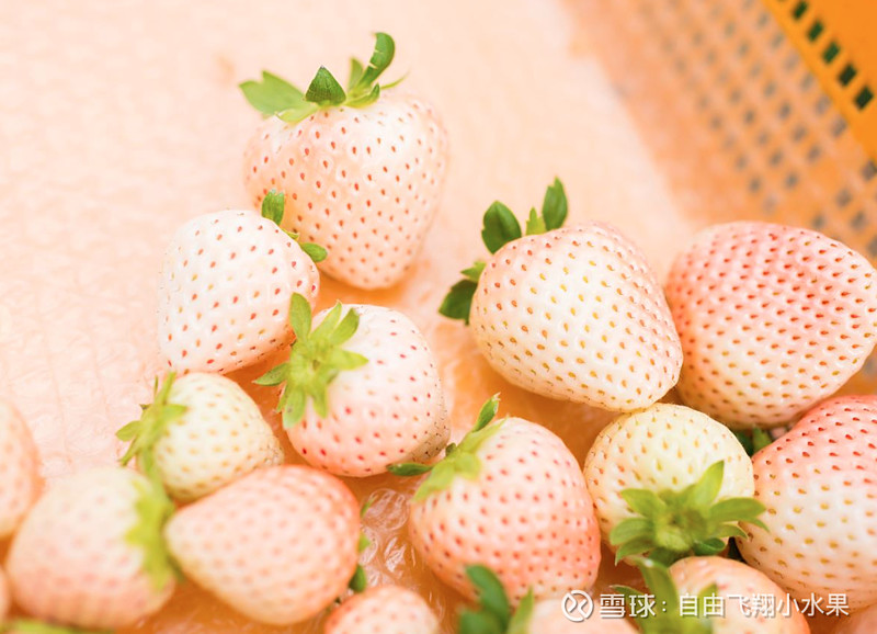 新仙c果草莓界的白雪公主吃起来有蜜桃味儿你吃过吗
