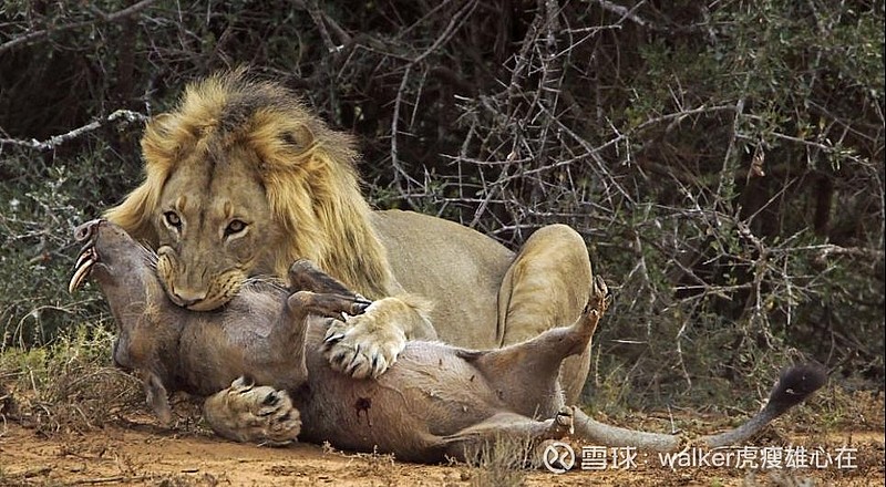 $大北农(sz002385)$ 狮子捕杀猎物,成败就在一瞬间,咬住了绝不松口