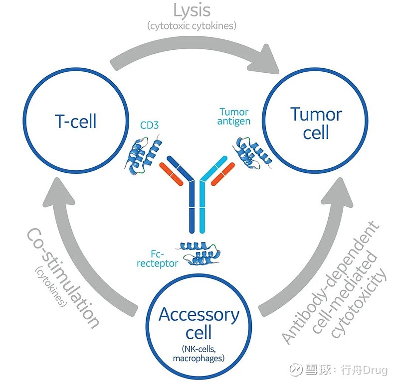 双特异性抗体那些事儿 导读图片来源：cytivalifesciences 双特异性抗体（Bispecific antibody，BsAb
