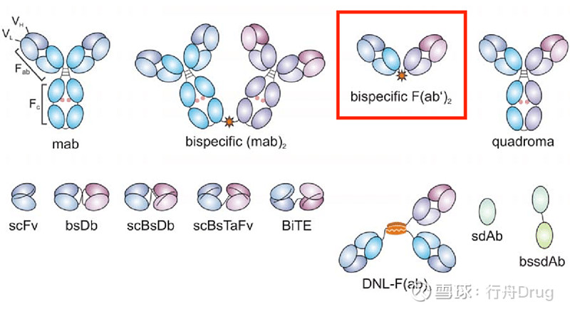双特异性抗体那些事儿 导读图片来源:cytivalifesciences 双特异性抗体(Bispecific antibody,BsAb ...