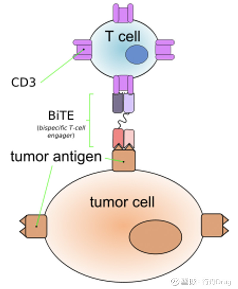 双特异性抗体那些事儿 导读图片来源：cytivalifesciences 双特异性抗体（Bispecific antibody，BsAb