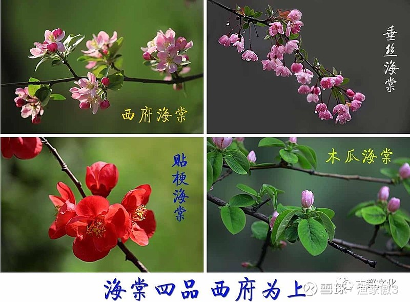 海棠与樱花的差别