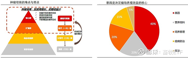 【行业深度】从种猪培育体系看生猪养殖产能恢复
