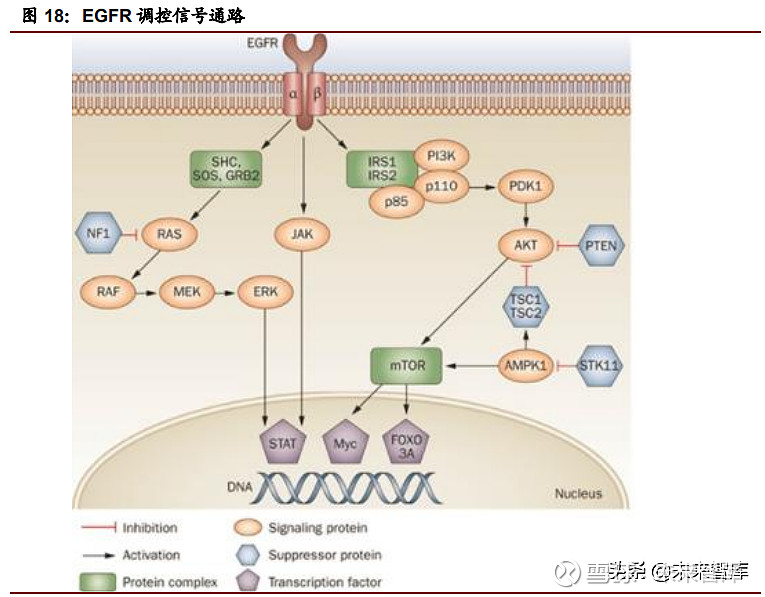 EGFR信号通路图片