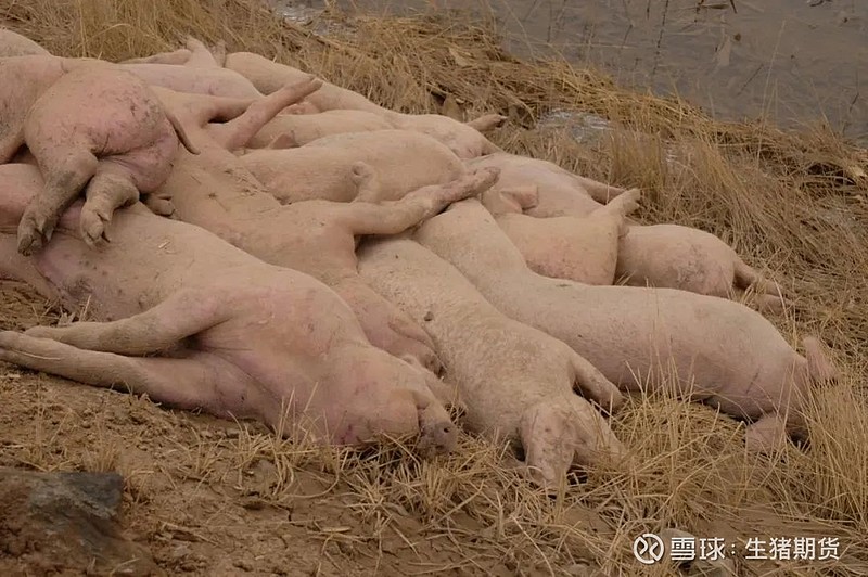 转载新闻黄河大堤出现大量死猪当地正溯源