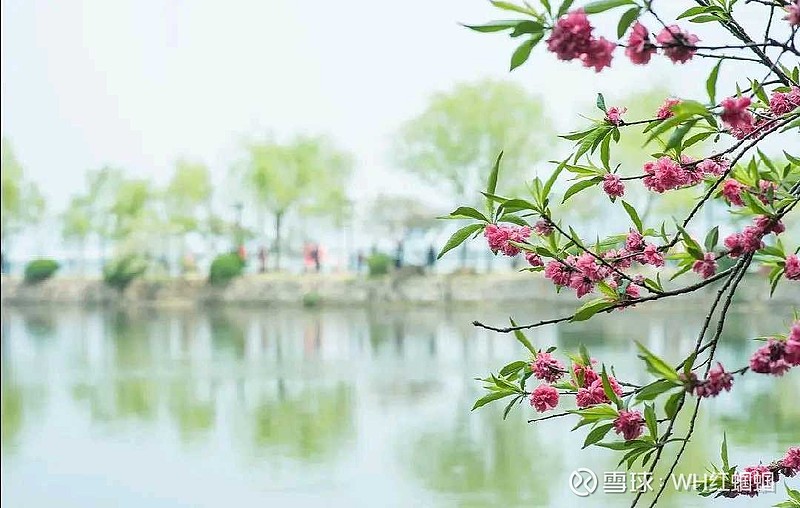 寓意为田间阡陌上的花开了,你可以一边赏花,一边