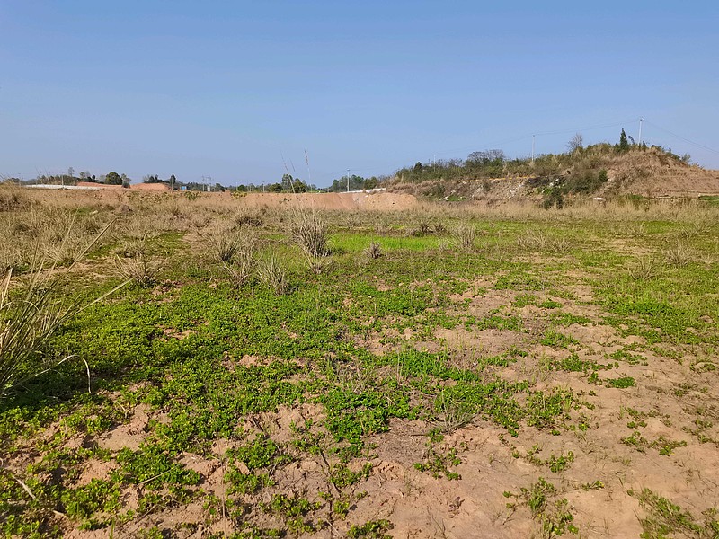准备在附近的荒山上来挖点韭菜的,这么大一块荒地,居然没找到一点韭菜