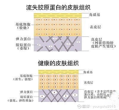 雅诗兰黛核心抗衰成分:三肽-32 tripeptide-32