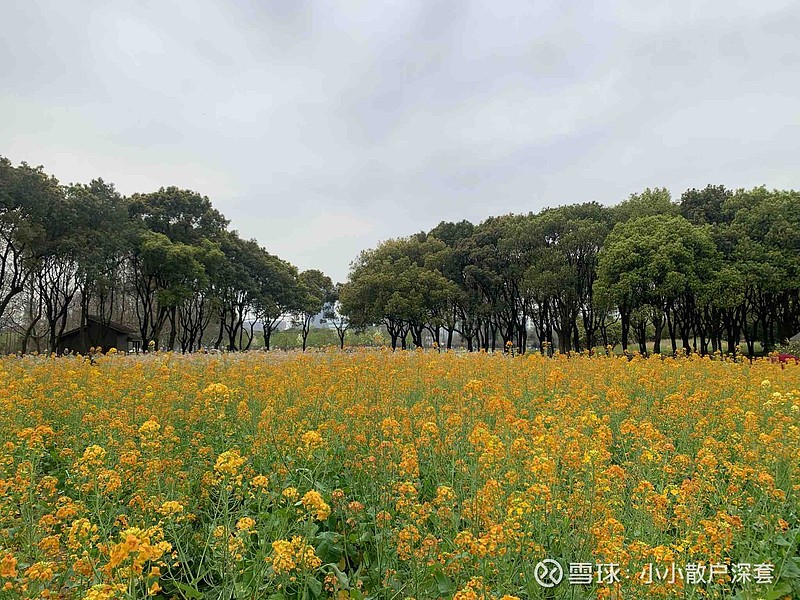 上海世纪公园的花花草草