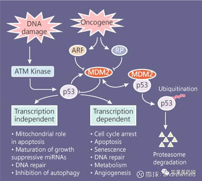 以往的研究认为apg-115通过阻断mdm2-p53相互作用从而恢复p53肿瘤抑制