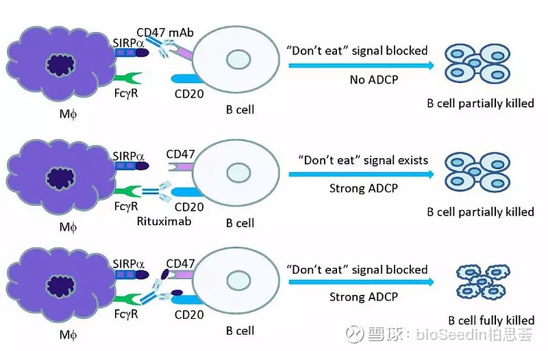 CD47/CD20双靶点融合蛋白或抗体药物研发策略 近日， 石药集团 宣布其附属公司津曼特生物开发的CD20/CD47双特异性融合蛋白 ...