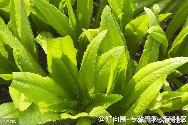 春季(陽曆4—5月):韭菜,小蔥,生菜,油菜,芥藍,莧菜,紫蘇,薄荷,小白菜