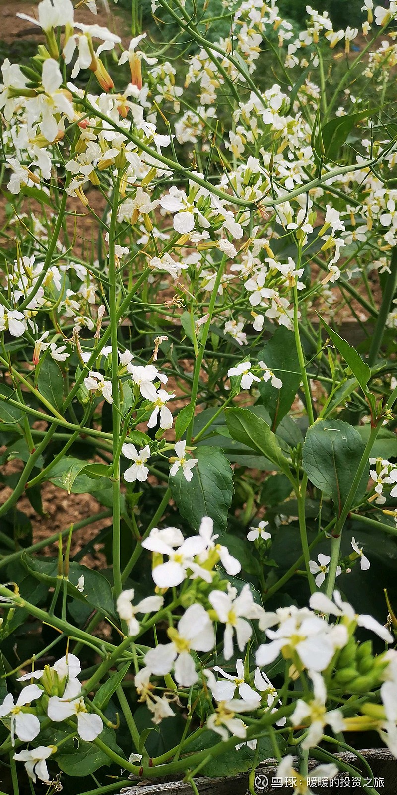 以为有白色的油菜花结果
