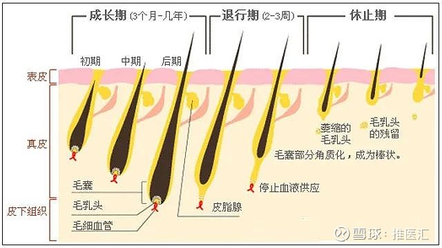 頭髮每個月能長1釐米左右,大概可持續3~4年; 退行期:毛囊開始萎縮