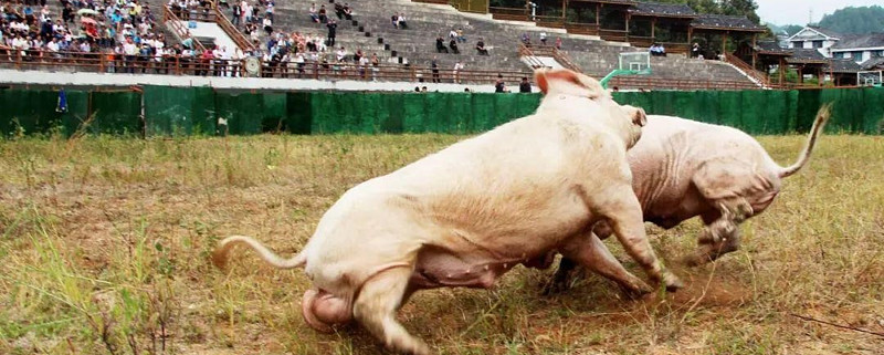 明日a股两场比赛两猪大战vs两矿大战