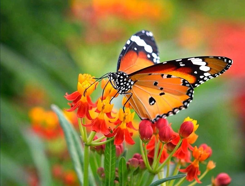 $中颖电子(sz300327)$颖宝宝招蜂引蝶 - 雪球