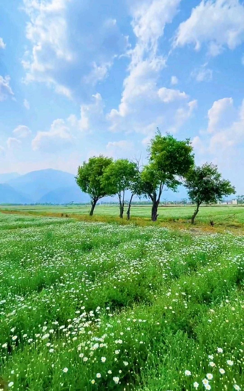 同样是一片绿油油,为什么有的绿色看着就很舒服呢?