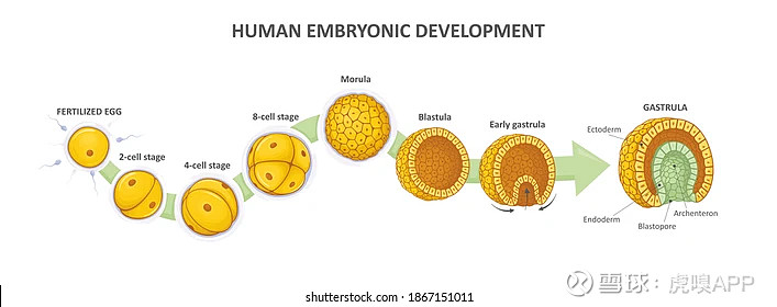 原肠胚形成图解图片